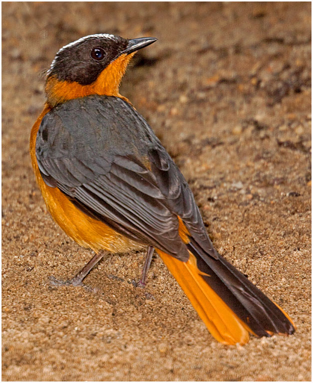 Philadelphia Zoo Bird No 1 PRES s